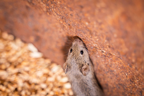Small field mouse close-up in wheat storage - 写真・画像