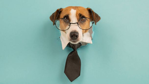 Dog jack russell terrier in glasses and a tie sticks out of a hole in a blue background - Fotografie, Obrázek