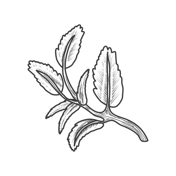 plant foliage botanical icon isolated - Vector, Imagen