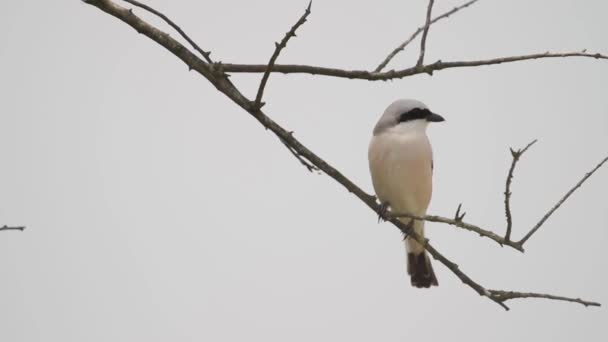 Red-backed shrike Lanius collurio sitting on a tree branch. - Footage, Video
