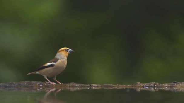 Hawfinch Coccothraustes coccothraustes птица летит, медленное движение - Кадры, видео