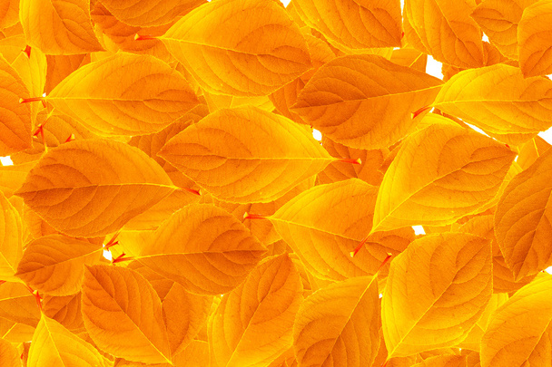 Sarı yapraklar, beyaz arka plan üzerinde izole Close-Up. - Fotoğraf, Görsel