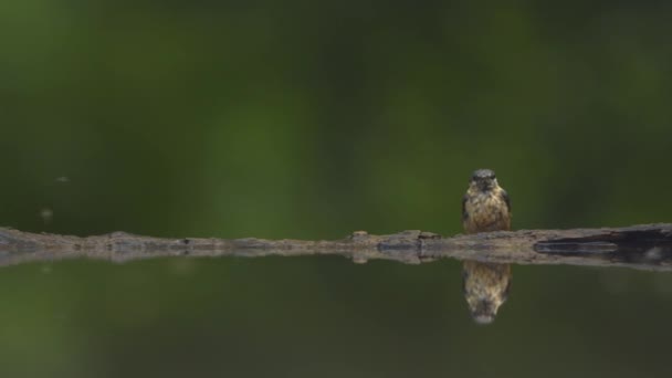 Ευρασιατική καλάμι warbler Acrocephalus scirpaceus στις όχθες μιας λίμνης του δάσους, αργή κίνηση - Πλάνα, βίντεο