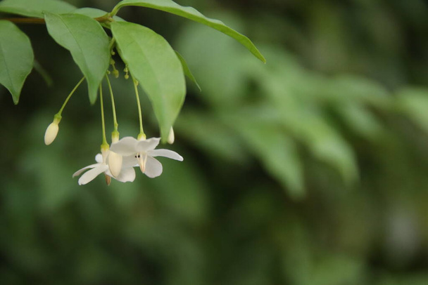 Λευκά λουλούδια του Wild Water Plum ανθίζουν σε θάμνους και θαμπάδα φύλλα φόντο. Τα θαυμαστά λουλούδια της Wrightia έχουν άρωμα το πρωί, Ταϊλάνδη. - Φωτογραφία, εικόνα