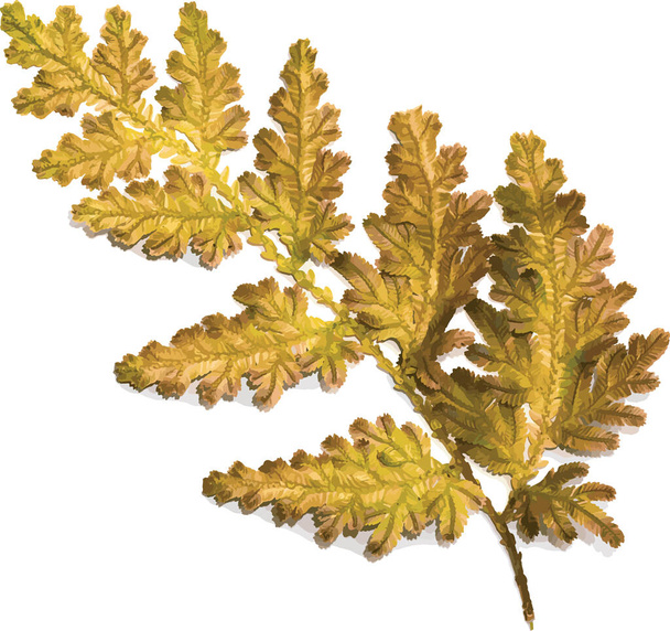 Abstract of Selaginella kraussiana (Trailing Selaginella) is a ground cover plant - Photo, Image