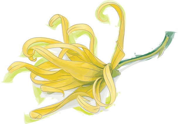 Abstract Yellow Chinese Desmos flower is isolate on white background.  - Photo, Image