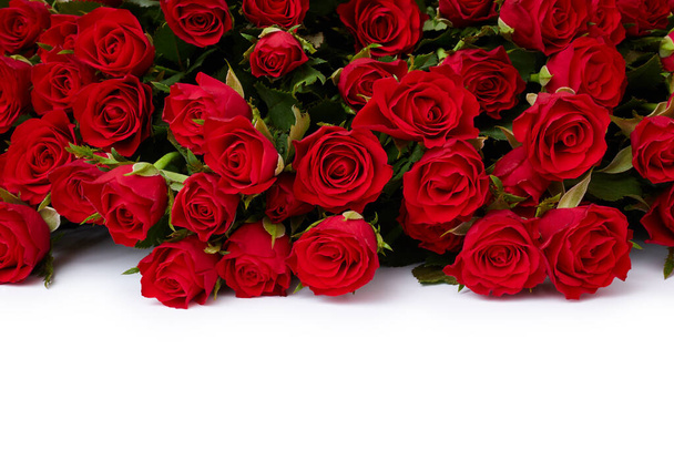 červené růže izolované na bílém pozadí - Fotografie, Obrázek