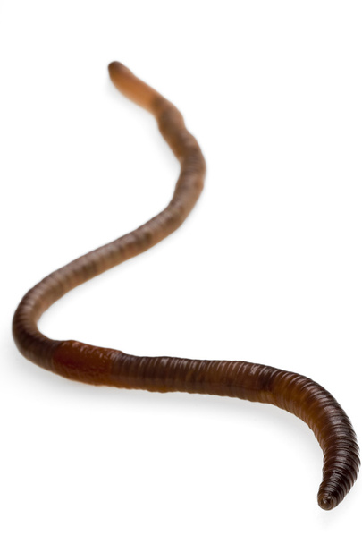 Close up of earthworm isolated - Photo, Image
