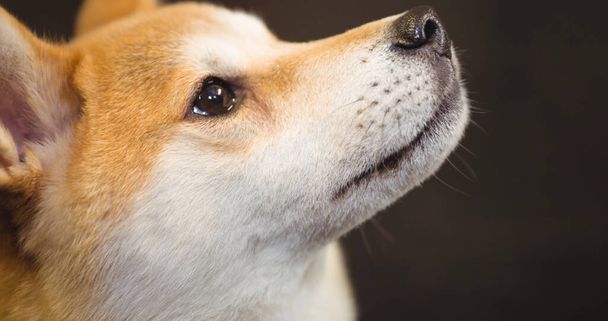 Close up of small brown and white pet dog looking up, on black background. walk your dog month, dog ownership and loyalty concept digitally generated image. - Fotoğraf, Görsel