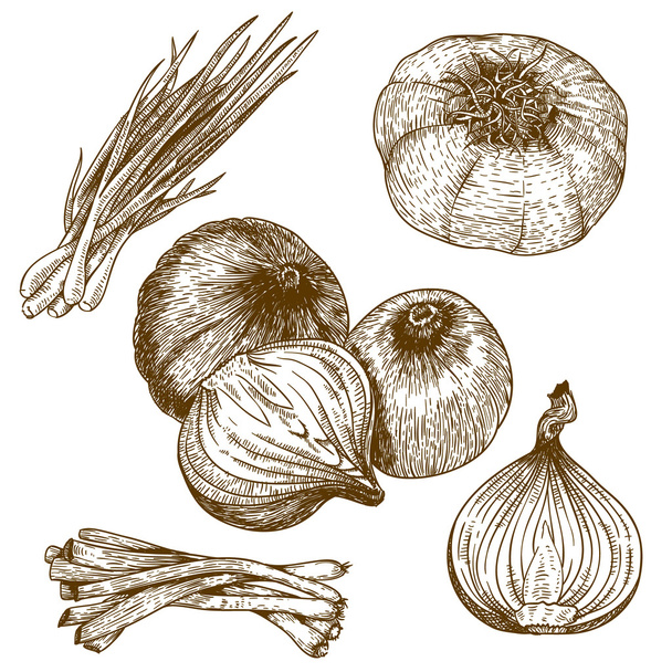 engraving illustration of onions - Vector, Image