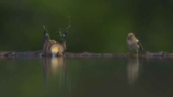 Hawfinch Coccothraustes coccothraustes Bathing, slow motion. - Footage, Video