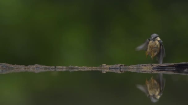 Ευρασιατική καλάμι warbler Acrocephalus scirpaceus στις όχθες μιας λίμνης του δάσους, αργή κίνηση. - Πλάνα, βίντεο