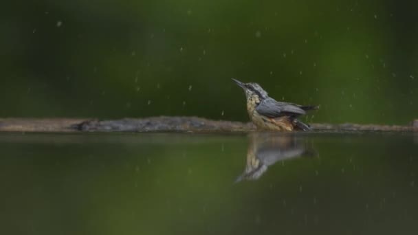 Eurasian reed warbler Acrocephalus scirpaceus Bathing, slow motion. - Footage, Video