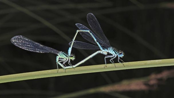 apareamiento común de la mosca damisela azul, forma verde femenina, Enallagma cyathigerum; Coenagrionidae - Foto, imagen