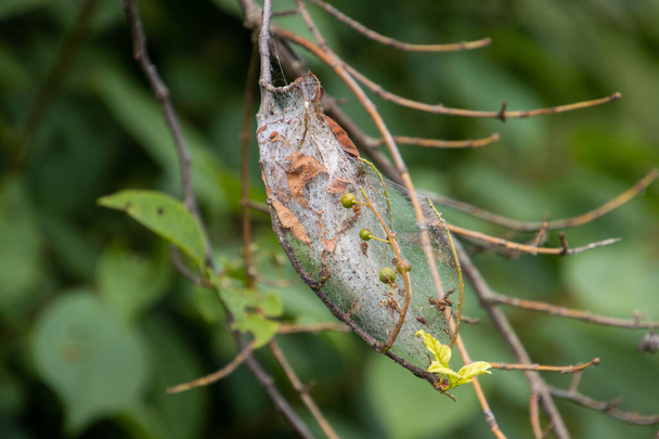 Seidennetz des Apfel-Hermelin-Motten, auch Yponomeuta malinellus oder Apfel-Gespinstmotte genannt - Foto, Bild