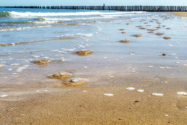 Медуза на пляже. Вымочил коричневую компасную медузу на песке. Чистая схема. Пляж, море и голубое небо в фоновом режиме. - Фото, изображение