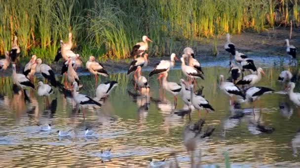 夜明けの日没時に多くの鳥が緑の葦の近くの湖の岸にコウノトリやカモメ。コウノトリの群れは、海岸近くの水に身をきれいに食べる立っている。多くの白い川のカモメが水の近くで泳ぐ - 映像、動画
