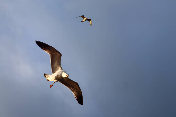 Duiven vliegen op een heldere lucht met open vleugels - Foto, afbeelding