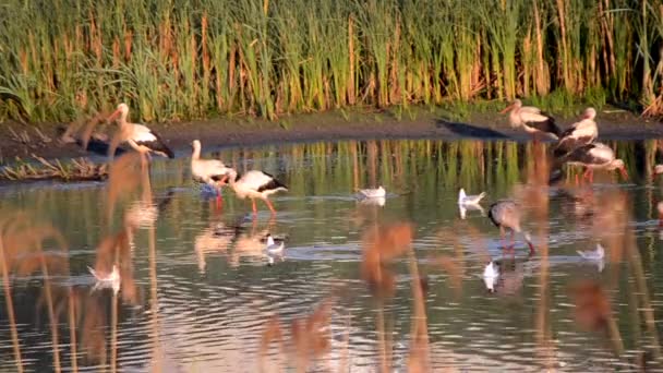 Many birds storks and seagulls on shore of lake near green reeds at dawn sunset. A flock of storks stand, eat, clean themselves in water near shore. Many white river gulls swim nearby in water - Footage, Video