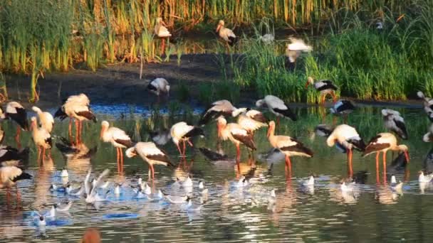 Molti uccelli cicogne e gabbiani sulla riva del lago vicino a canne verdi al tramonto dell'alba. Uno stormo di cicogne sta in piedi, mangia, si pulisce nell'acqua vicino alla riva. Molti gabbiani bianchi nuotano nelle vicinanze in acqua - Filmati, video