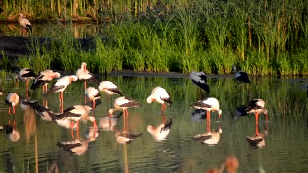 Muchas aves cigüeñas y gaviotas en la orilla del lago cerca de las cañas verdes al atardecer del amanecer. Una bandada de cigüeñas se paran, comen, se limpian en agua cerca de la orilla. Muchas gaviotas blancas nadan cerca en el agua - Imágenes, Vídeo