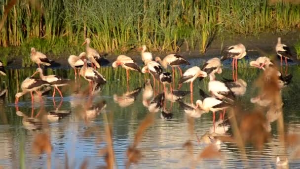Muitas cegonhas de pássaros e gaivotas na costa do lago perto de juncos verdes no pôr do sol de alvorada. Um bando de cegonhas fica de pé, come, limpa-se na água perto da costa. Muitas gaivotas brancas nadam nas proximidades na água - Filmagem, Vídeo