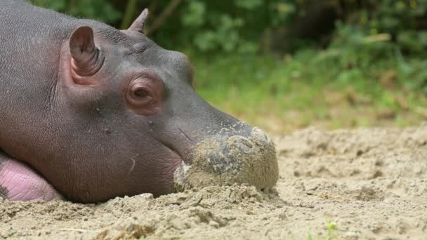 Portrait of hippopotamus. Real time of one sleepy young hippopotamus amphibius on the ground. Hippo. Common hippopotamus. River hippopotamus. - Metraje, vídeo