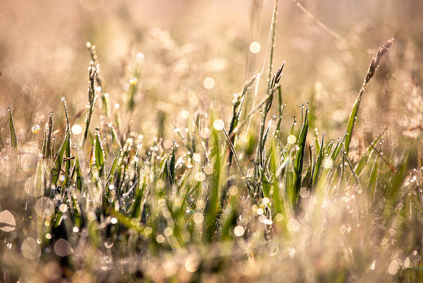 abstract morning grass background with dew drops against the sun. bottom view - Photo, Image