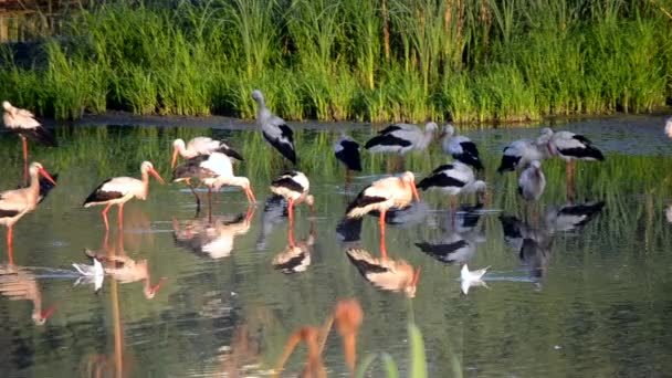 夜明けの日没時に多くの鳥が緑の葦の近くの湖の岸にコウノトリやカモメ。コウノトリの群れは、海岸近くの水に身をきれいに食べる立っている。多くの白い川のカモメが水の近くで泳ぐ - 映像、動画