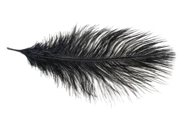 una piuma di struzzo nero su uno sfondo bianco isolato - Foto, immagini
