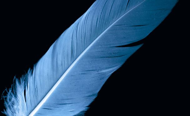 голубое птичье перо на черном изолированном фоне - Фото, изображение