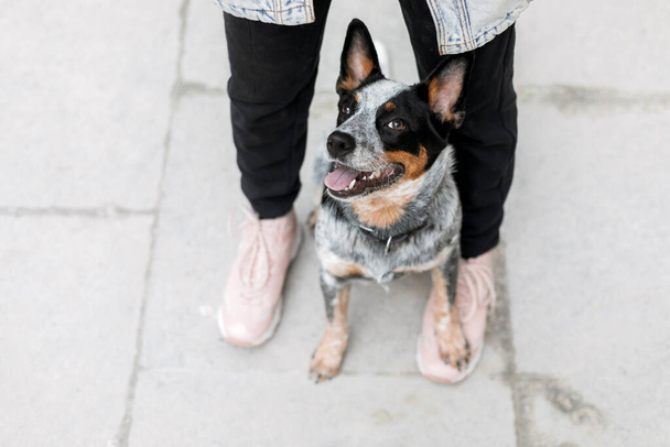 Dog standing on owners feet. Dog with owner. Happy pet. Dog training. Blue cattle dog - Photo, image