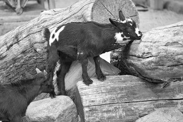 Dzieciak w czerni i bieli bawiący się w zoo. Interesujące, że bada środowisko. Zwierzęce zdjęcie małych ssaków. Zwierzęta z Niemiec - Zdjęcie, obraz
