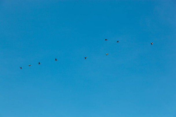 ένα σμήνος πτηνών που πετούν στον γαλάζιο ουρανό από κοντά - Φωτογραφία, εικόνα