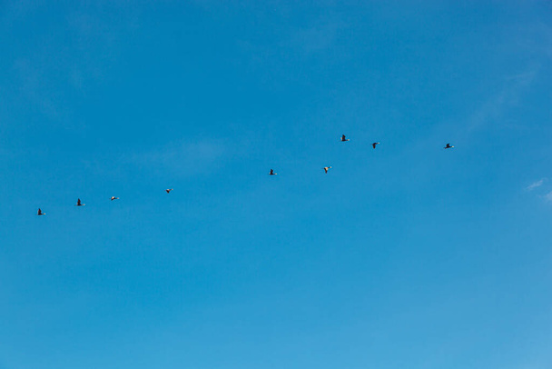 un troupeau d'oiseaux volant dans le ciel bleu gros plan - Photo, image