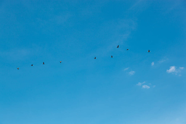 una bandada de aves volando en el cielo azul de cerca - Foto, imagen