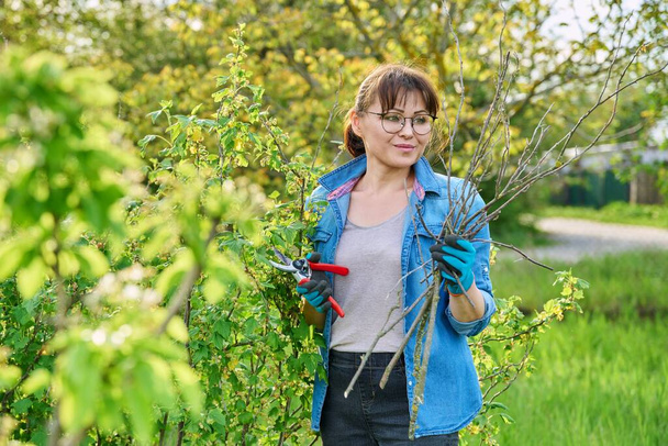 Gardener woman in gloves with pruner cuts off dry branches on blackcurrant bush, spring pruning in garden. Organic garden, work, hobby, springtime, garden tools, gardening concept - Foto, afbeelding