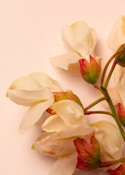 Białe kwiaty akacji na białym tle - Zdjęcie, obraz