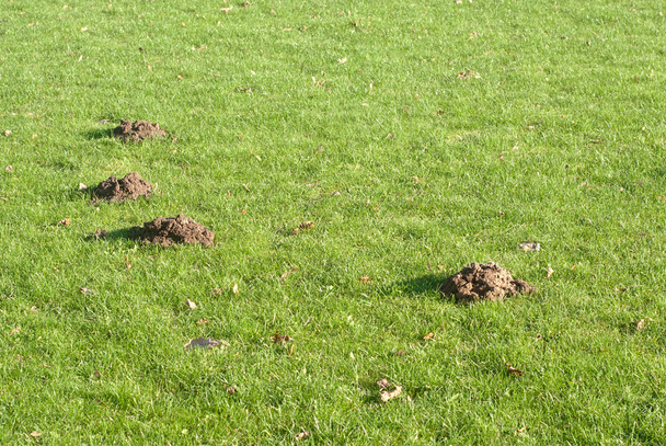 Mole mounds in the sport stadium - Photo, Image