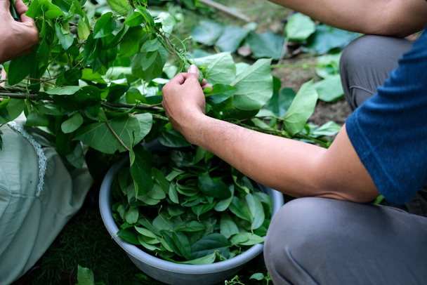  Ασιάτες άνδρες μαζεύουν φύλλα ζελέ χόρτου, ζελέ χόρτου είναι ένα φυτό εγγενές στη Νοτιοανατολική Ασία που ζει σε αμπέλια ή πηνία στη φύση. - Φωτογραφία, εικόνα
