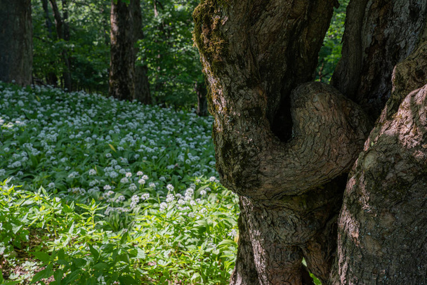 Атиповий кручений стовбур дерева в лісі і квітучий ведмідь часник на задньому плані
 - Фото, зображення