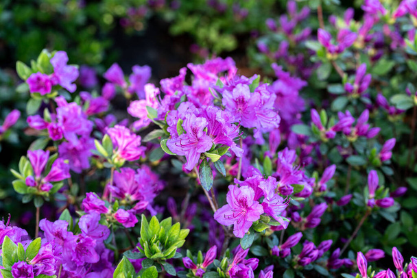 весенний фиолетовый цветок рододендрона - Фото, изображение