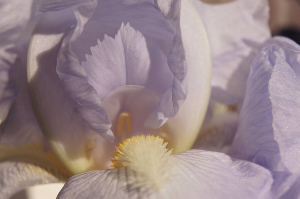 Pétalos de iris azul. Antecedentes con iris para llevar y comprimidos. Colores de Ucrania.Pétalos de iris azules. Colores, forma y textura en la naturaleza. Azul y amarillo. - Foto, imagen