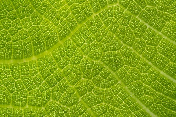 イチジクの葉のリブ、クローズアップビュー - 写真・画像