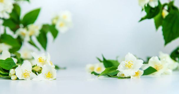 Beautiful light background with jasmine flowers. Place for a subject. Selective focus. Spa. - Фото, зображення