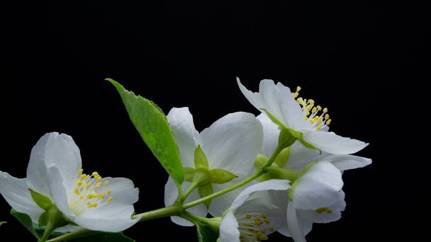 delicate white jasmine flowers on black background - Photo, Image