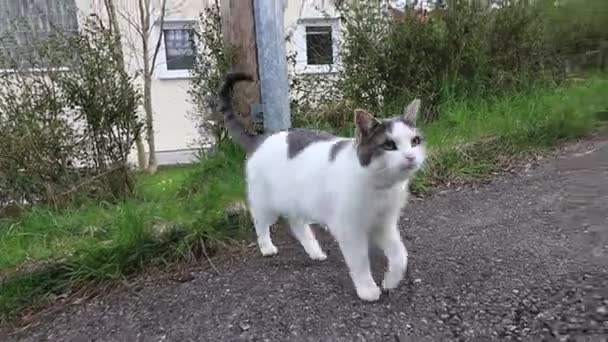 Lustiges Video einer weißen und grauen Katze, die sehr nah an der Kamera riecht - Filmmaterial, Video