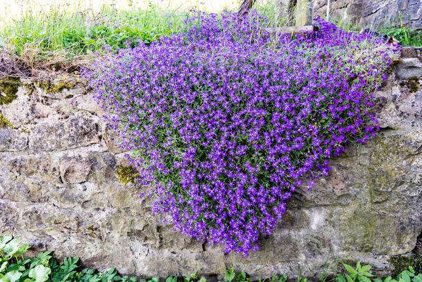Blooming Aubrieta hybrida, group of small purple flowers, natural background - Photo, Image