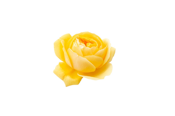 großer Kopf Blume der gelben Rose isoliert auf weiß - Foto, Bild