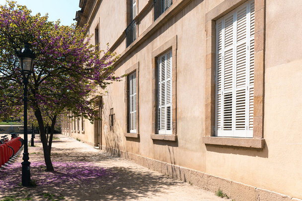 Widok z boku budynku mieszkalnego z okiennicami i kwitnącym drzewem z spadającymi płatkami na ziemię - Zdjęcie, obraz